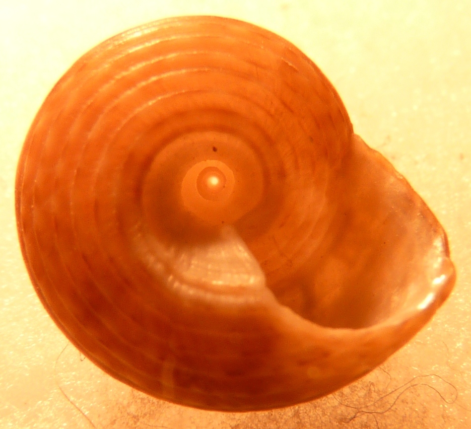 Tronchidae Gibbula ?